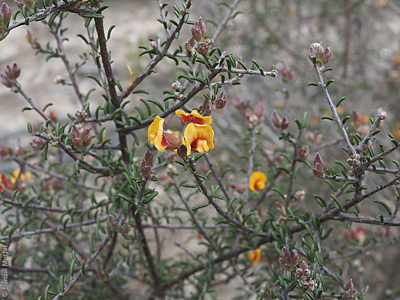 Dillwynia sparsifolia flwr Denzel Murfet Monarto CP